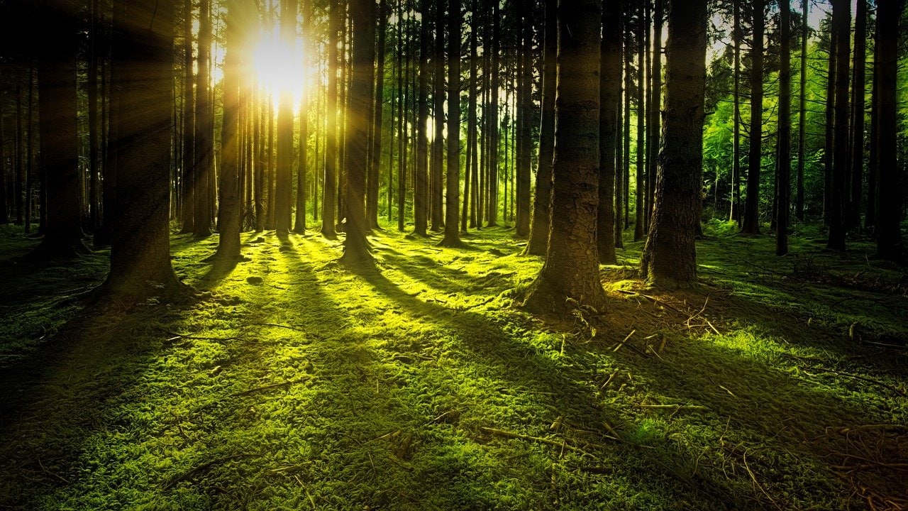 nature 3294681 1280 Nature 3294681 1280