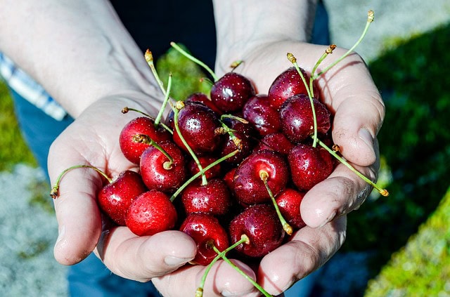 cherry 2966565 640