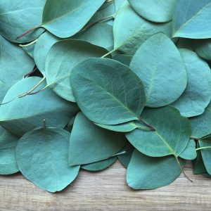 eucalyptus 2086785 640