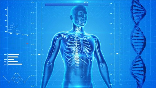 human skeleton 163715 640