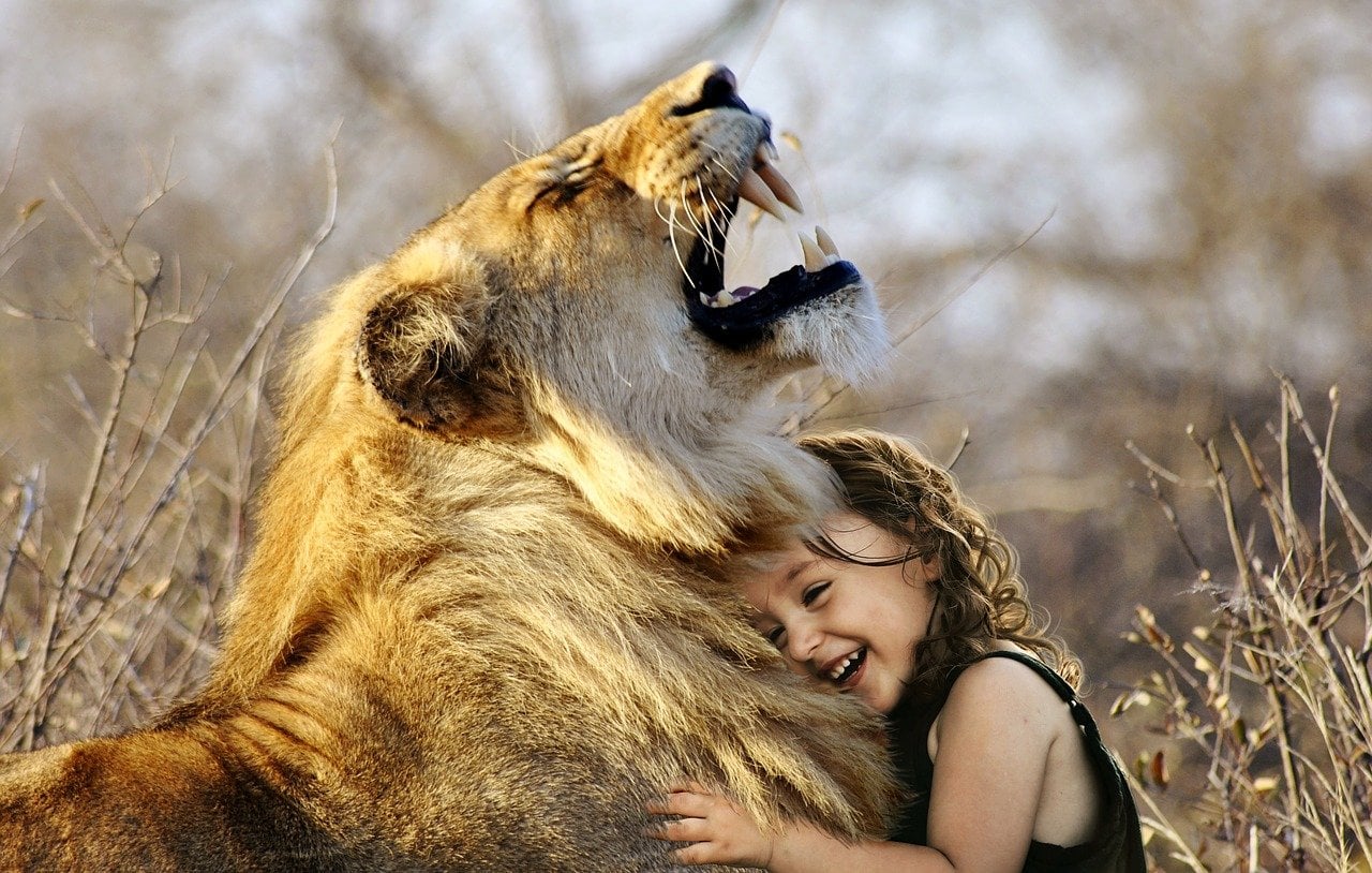 lion 3012515 1280 lion 3012515 1280