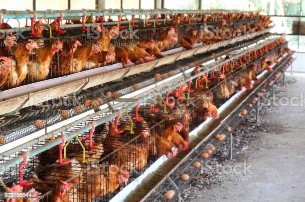 istockphoto 923188844 612x612 1 eggs chicken farm