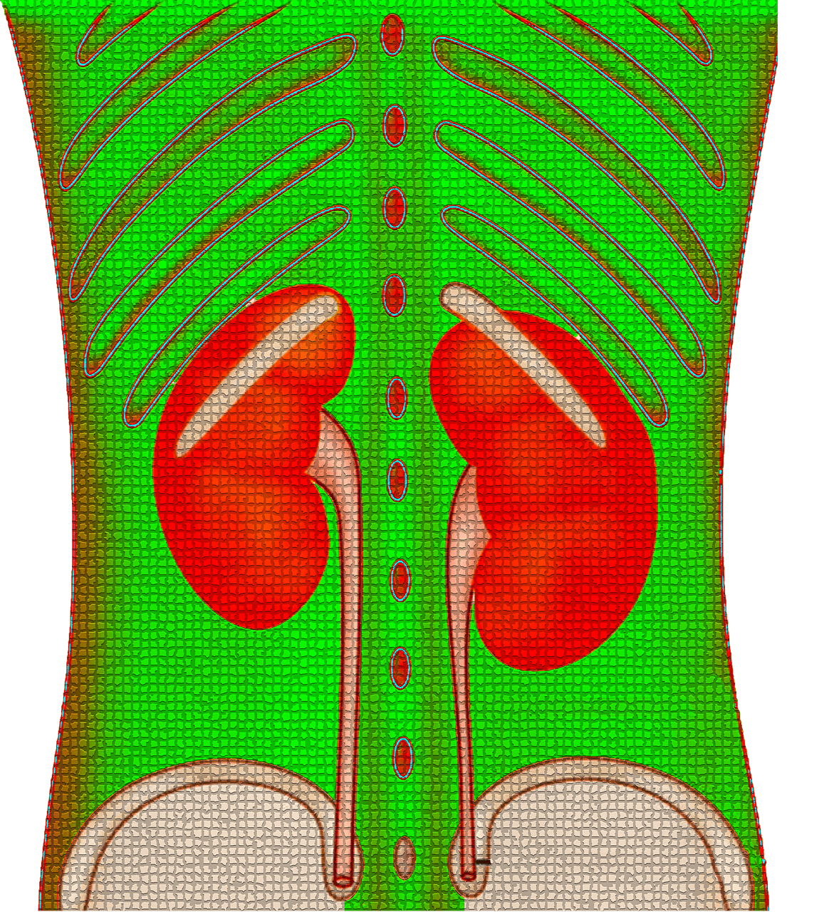 kidney 4416556 1280 kidney 4416556 1280