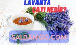 lavanta çayı nedir