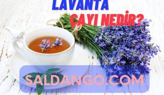 lavanta çayı nedir