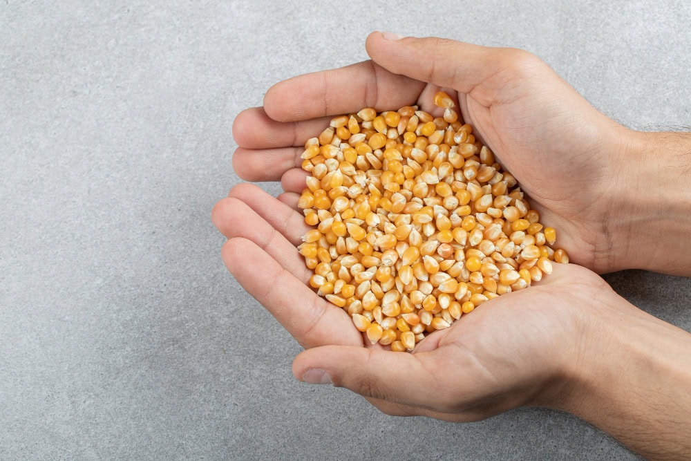 hands holding many raw corn grains gray surface hands holding many raw corn grains gray surface