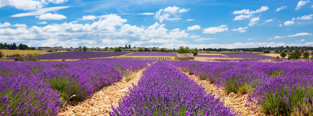 panoramic view lavender field cloudy sky france