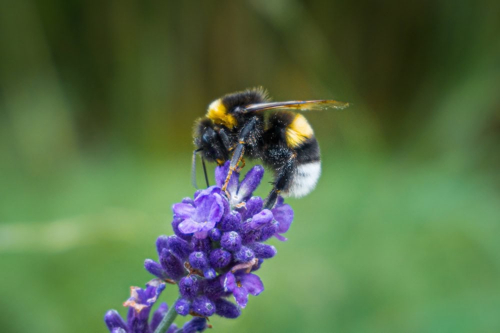 selective focus shot bumblebee sitting lavender