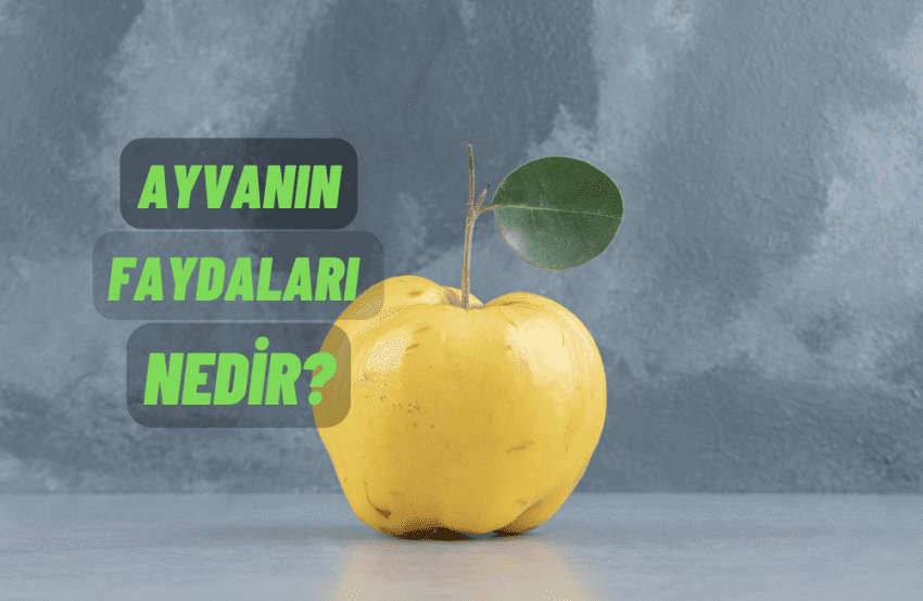 Ayva nın Faydaları Nedir
