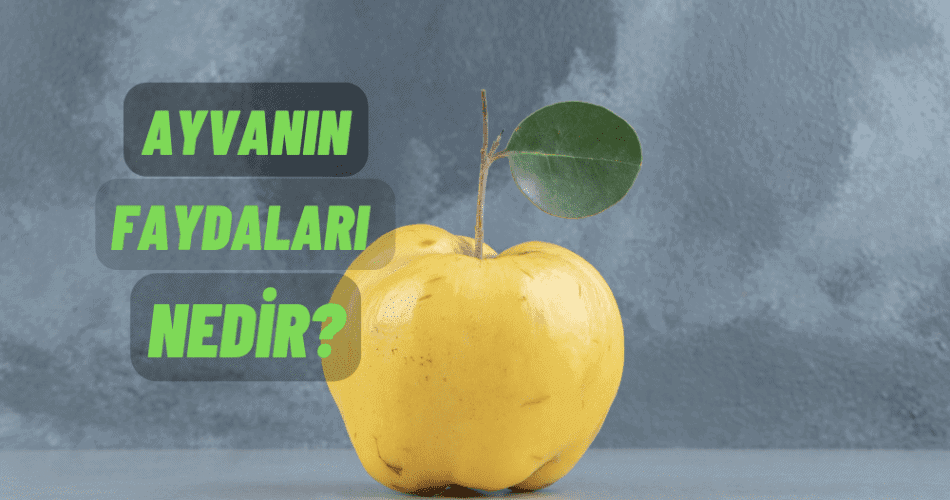 Ayvanın Faydaları Nedir