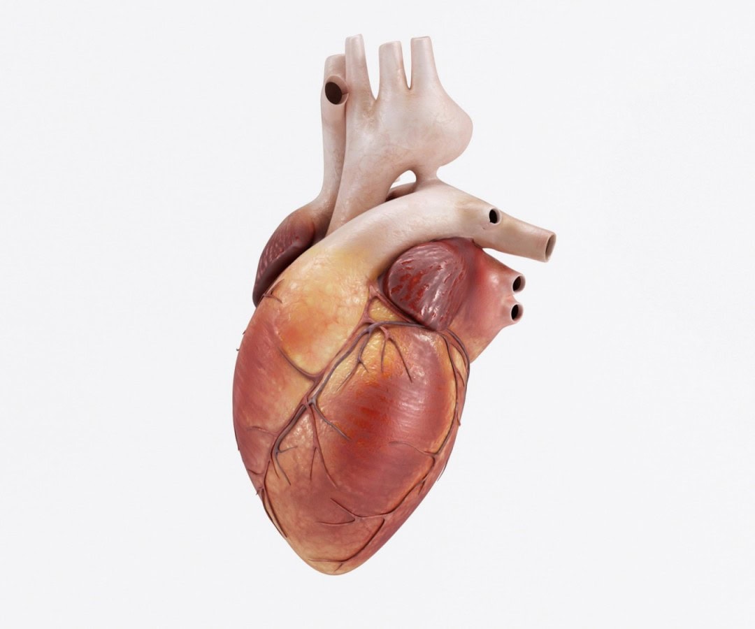 human heart design