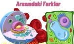 Bitki ve Hayvan Hücrelerinin Benzerlik ve Farklılıkları