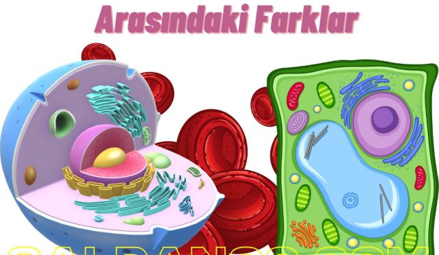 Bitki ve Hayvan Hücrelerinin Benzerlik ve Farklılıkları