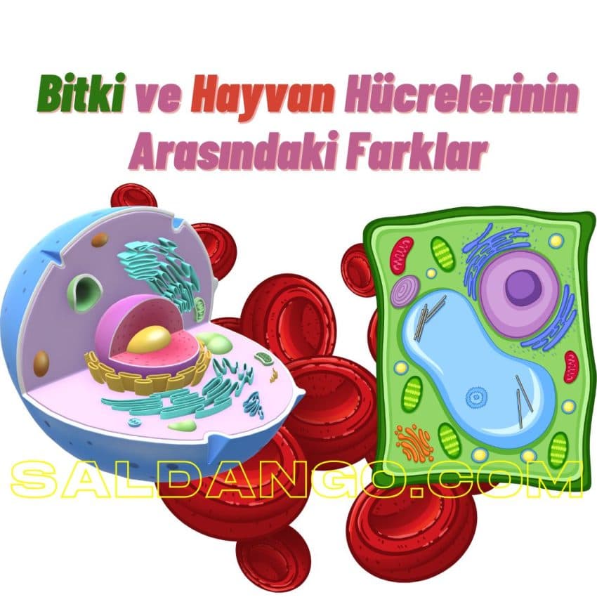 Bitki ve Hayvan Hücrelerinin Benzerlik ve Farklılıkları