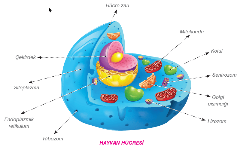 Bitki ve Hayvan hücre