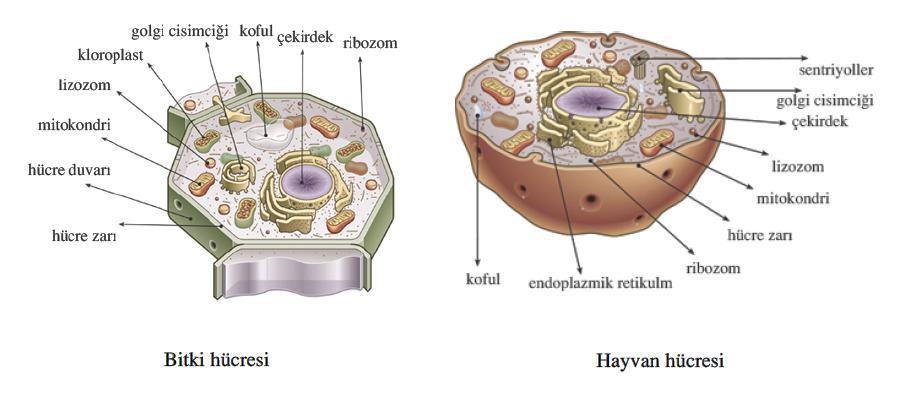 Bitki ve Hayvan hücre